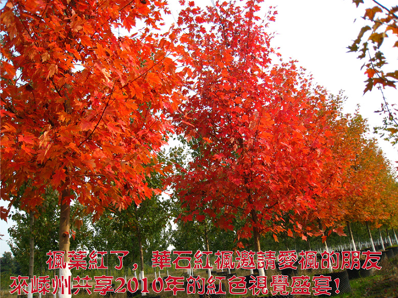 点击可欣赏华石美国红枫基地的红叶实景照片