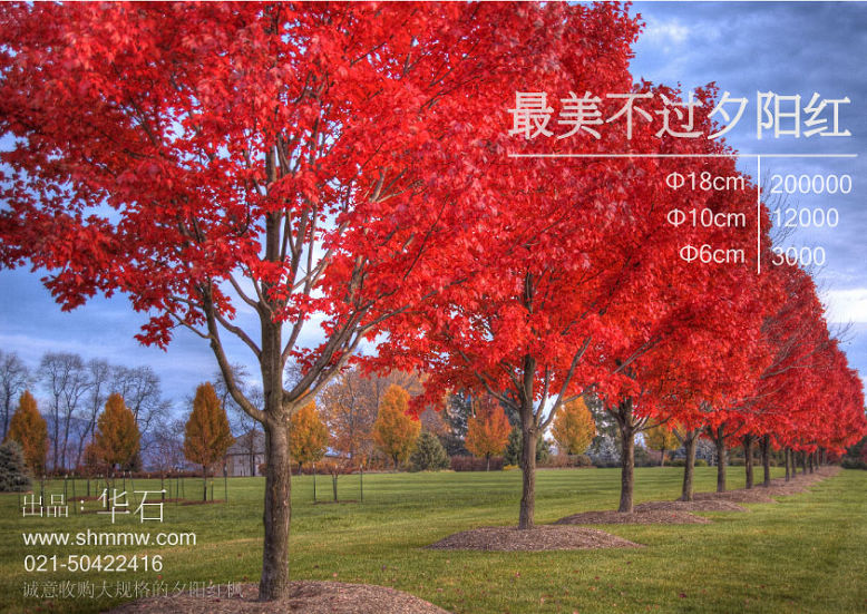 最美不过夕阳红枫之绚丽秋色