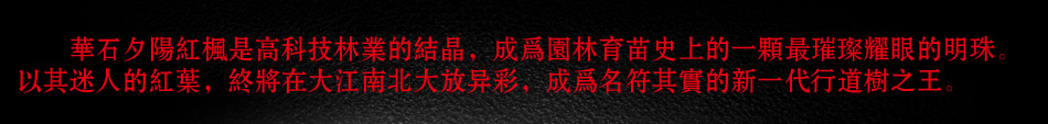 华石夕阳红枫