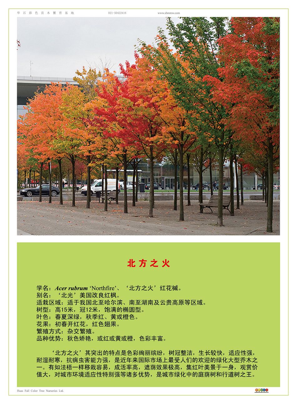 北方之火美国红枫