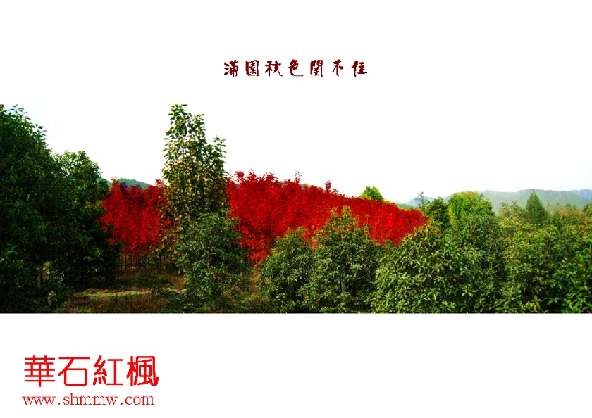 夕阳下的华石红枫林