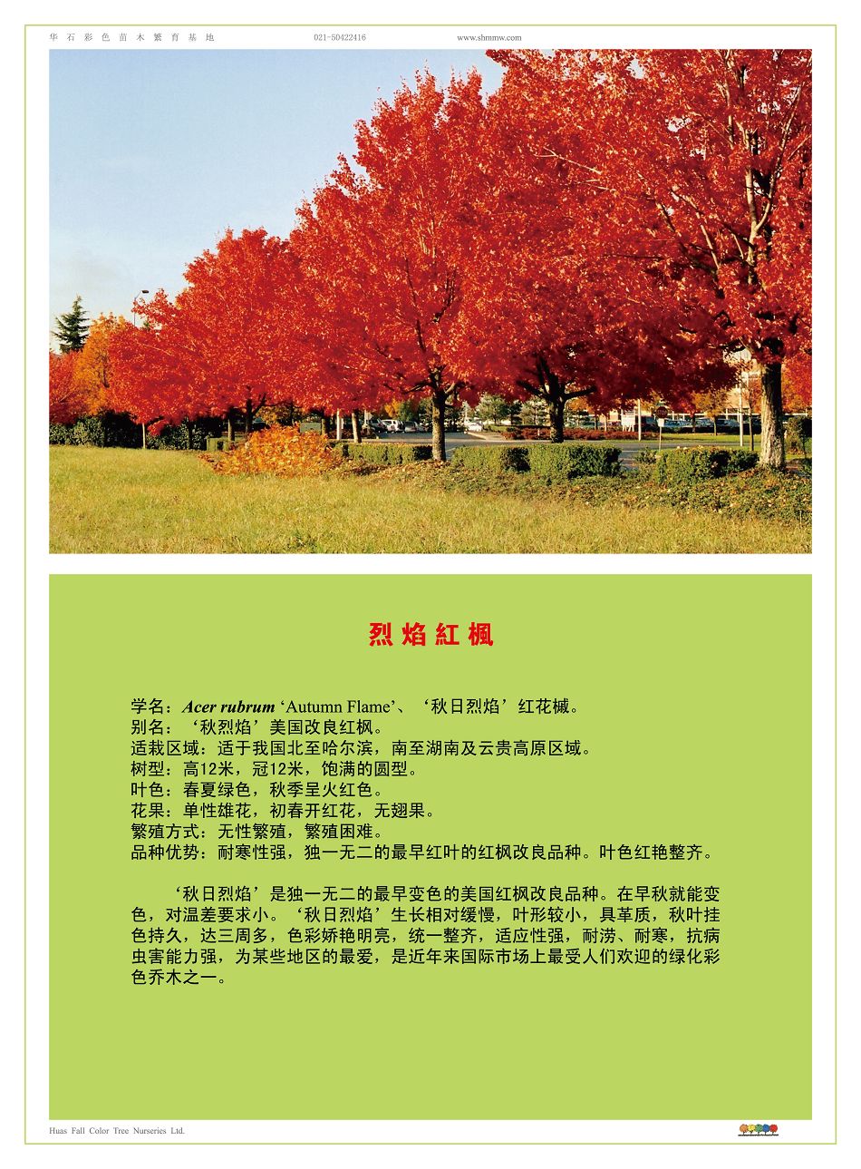 美国烈焰红枫