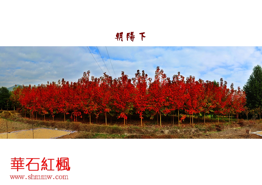 朝阳中的华石红枫林