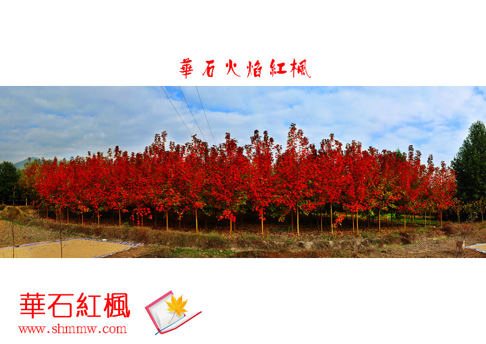 美国红枫秋火焰