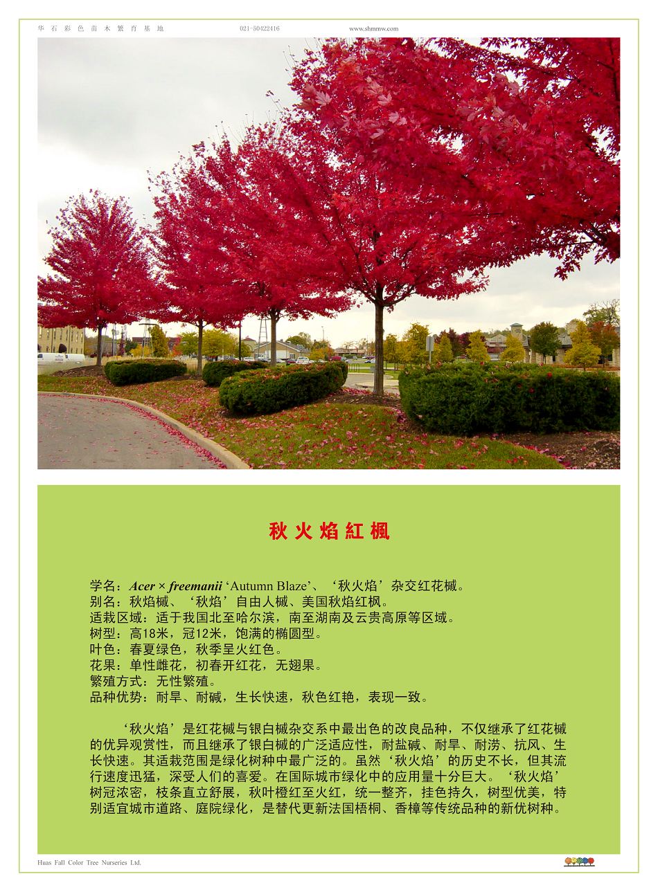 美国红枫秋火焰红枫