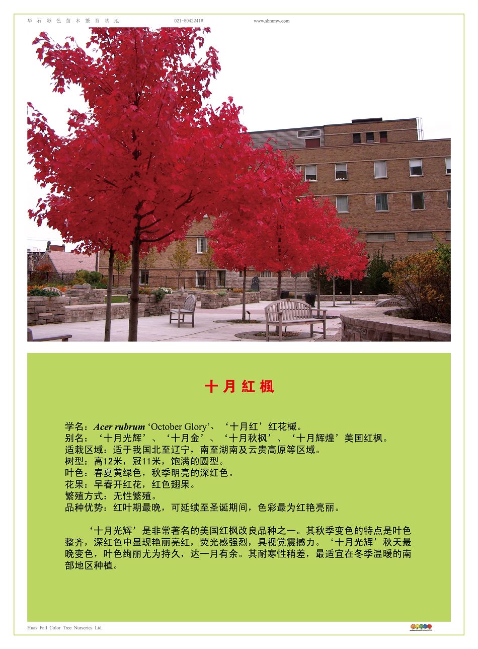 美国红枫十月红枫
