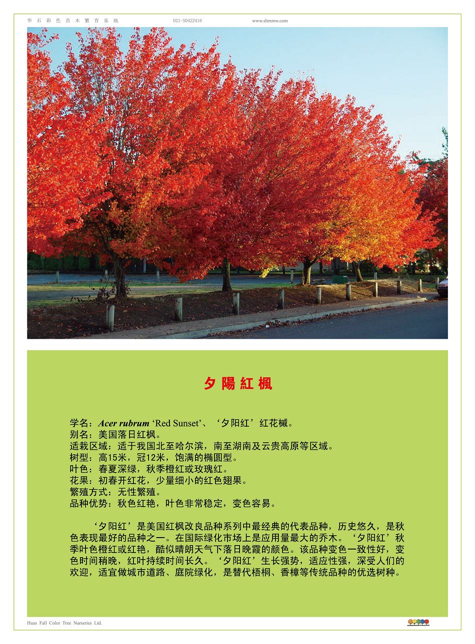 美国红枫夕阳红