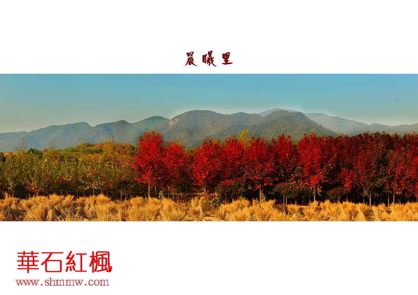 晨曦里的华石红枫林